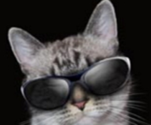 Product picture Understand Your Cat  MRR/Giveaway Rights 